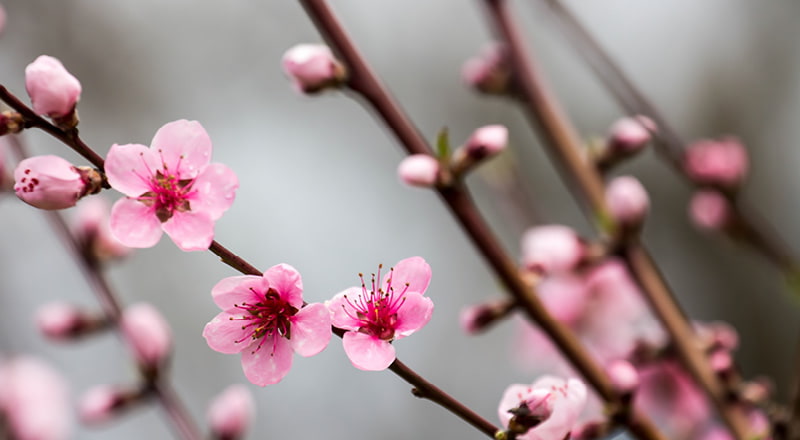 wunderschöne Frühlingsnaturbilder