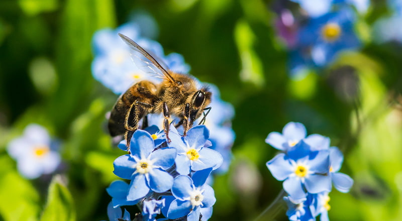 wunderschöne Frühlingsnaturbilder