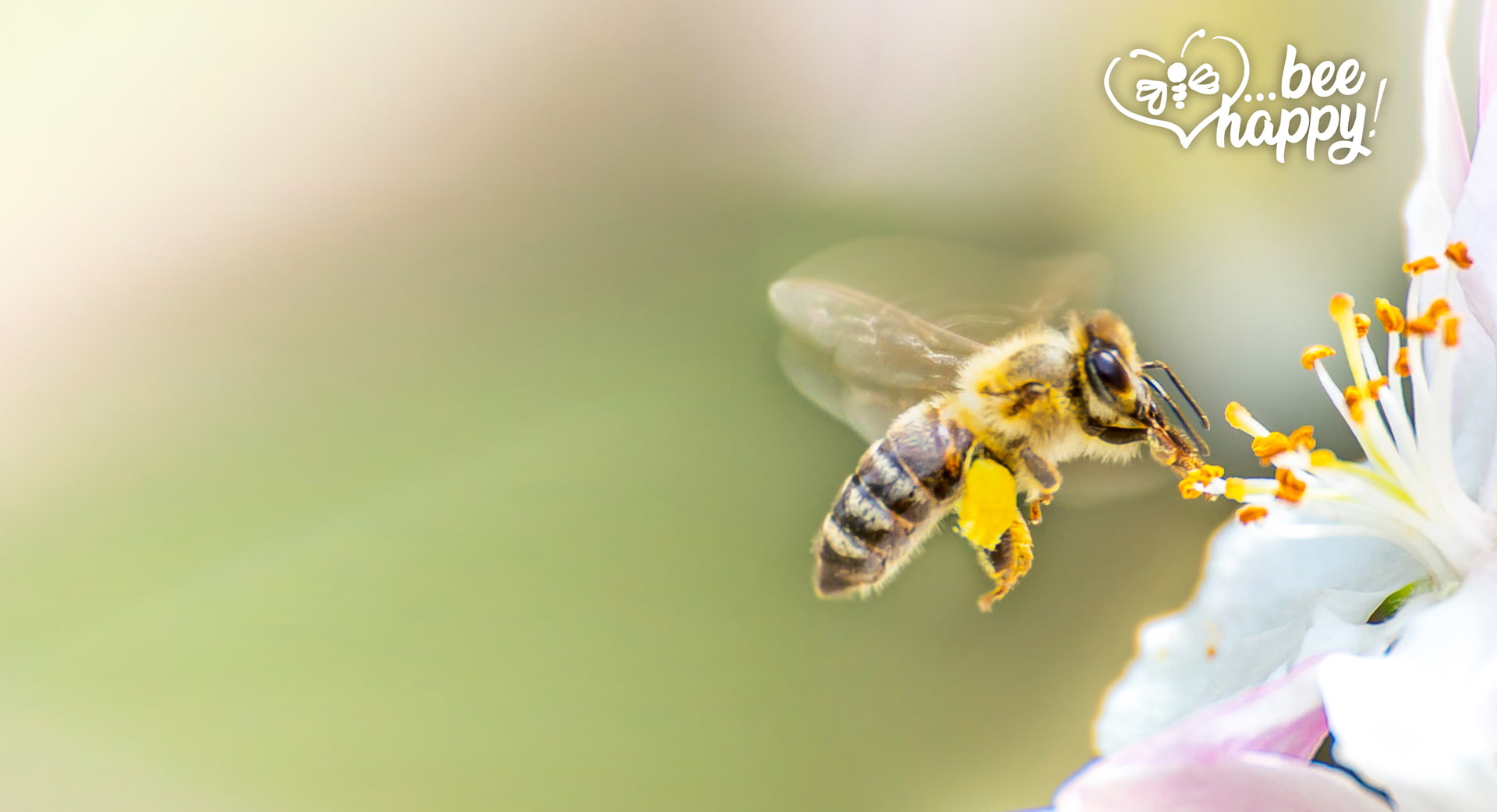 Unsere fleißigen HappyFoto Bienen sind eingezogen!